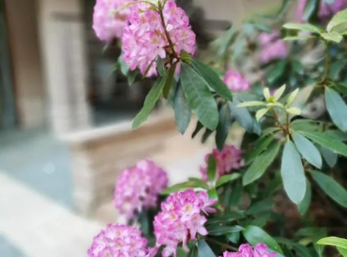 فندق Pax